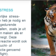 Presentatie voor medewerkers over stressvrij werken en balans